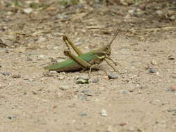 Image of Coryacris angustipennis (Bruner & L. 1900)