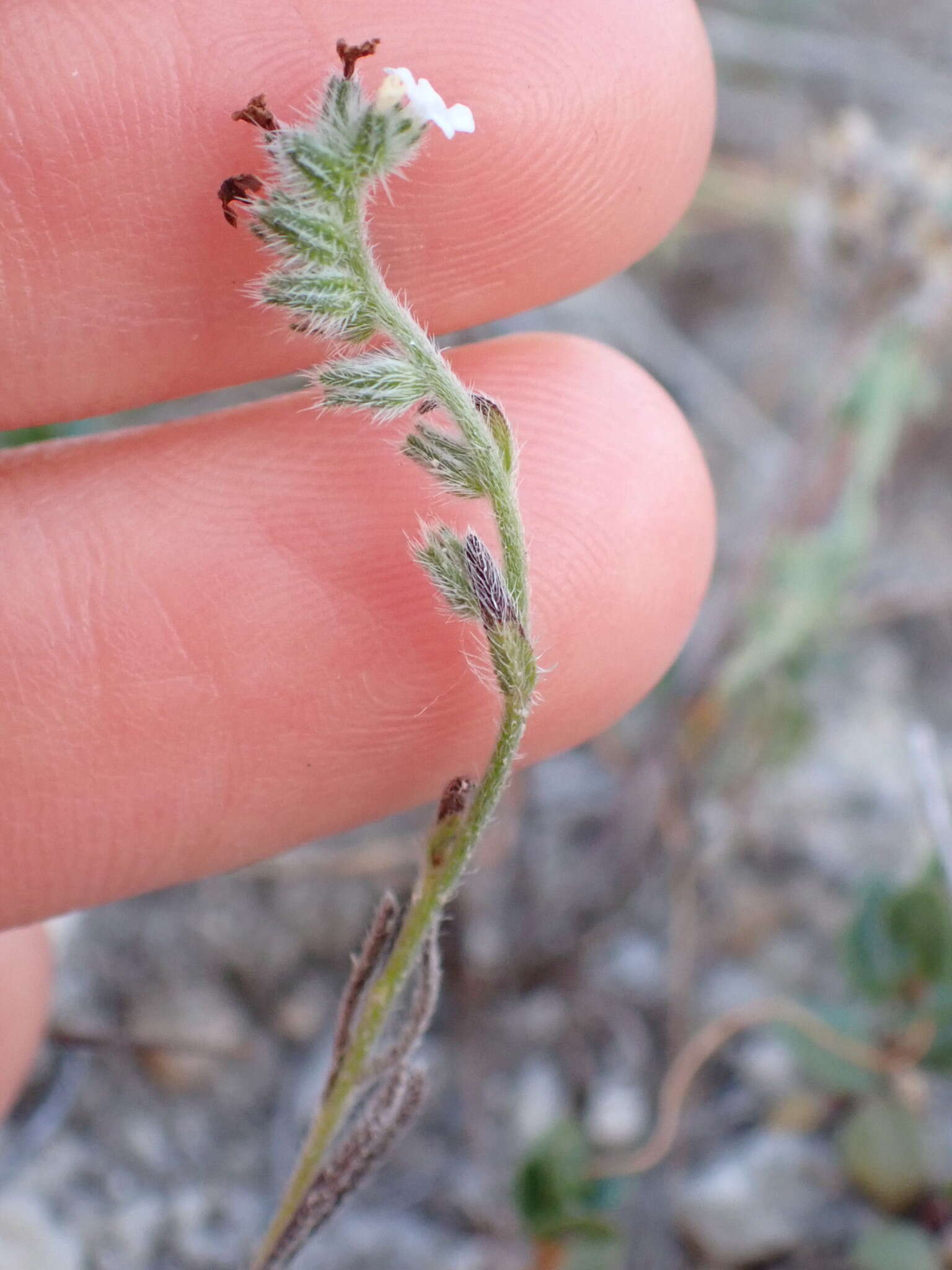 Plancia ëd Cryptantha wigginsii I. M. Johnst.