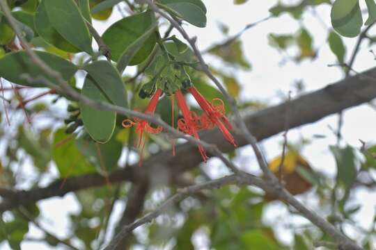 Image of Psittacanthus divaricatus (Kunth) G. Don