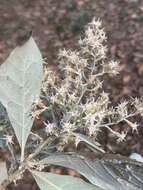 Image of Brachylaena discolor var. transvaalensis (E. Phillips & Schweick.) H. J. Beentje