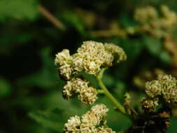 Image of Parthenium fruticosum Less.