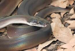 Imagem de Bothrochilus fredparkeri (Schleip 2008)