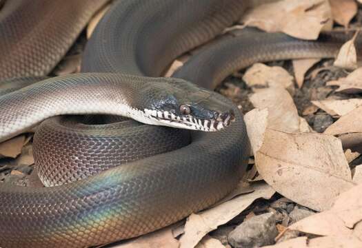 Image of Bothrochilus fredparkeri (Schleip 2008)