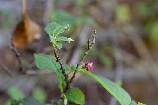 Imagem de Fuchsia encliandra subsp. tetradactyla (Lindl.) Breedlove