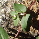 Image of Euphorbia apicata L. C. Wheeler