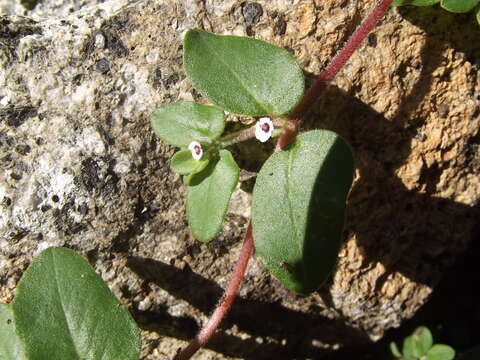 Euphorbia apicata L. C. Wheeler resmi