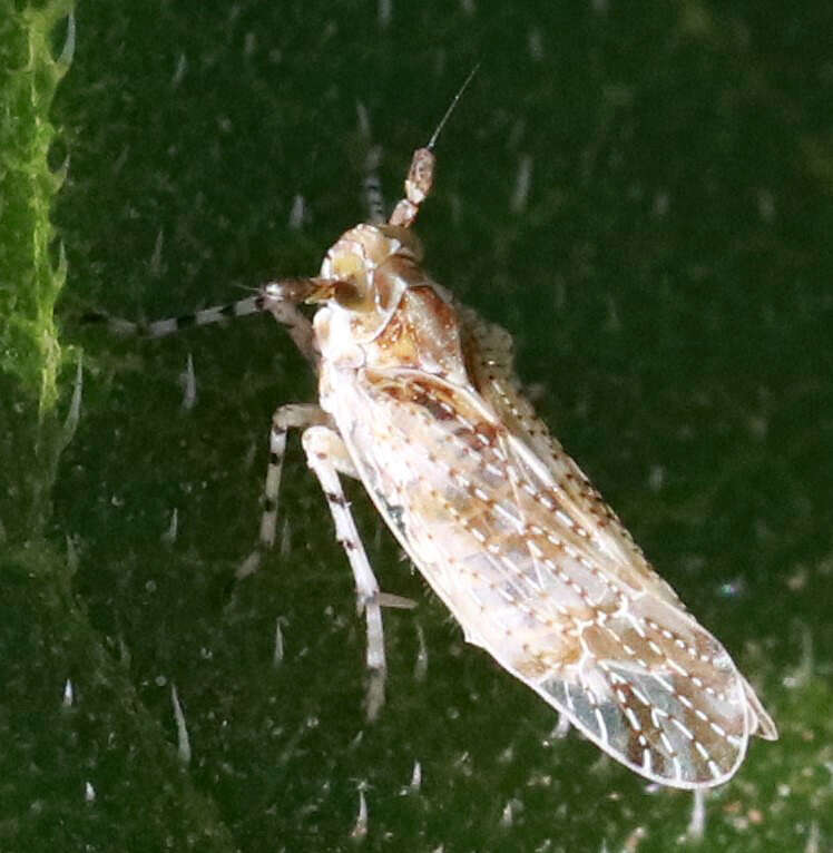 Stobaera tricarinata (Say 1825) resmi