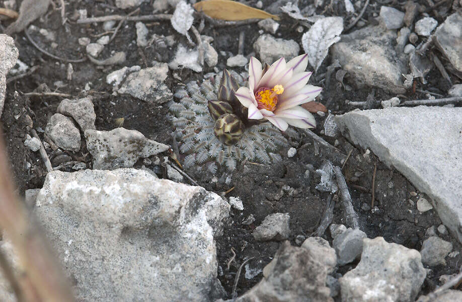 Image of Turbinicarpus pseudopectinatus (Backeb.) Glass & R. A. Foster