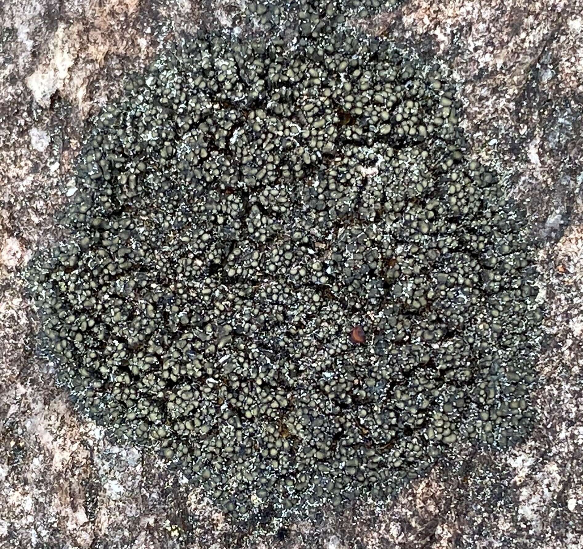 Image of peltula lichen