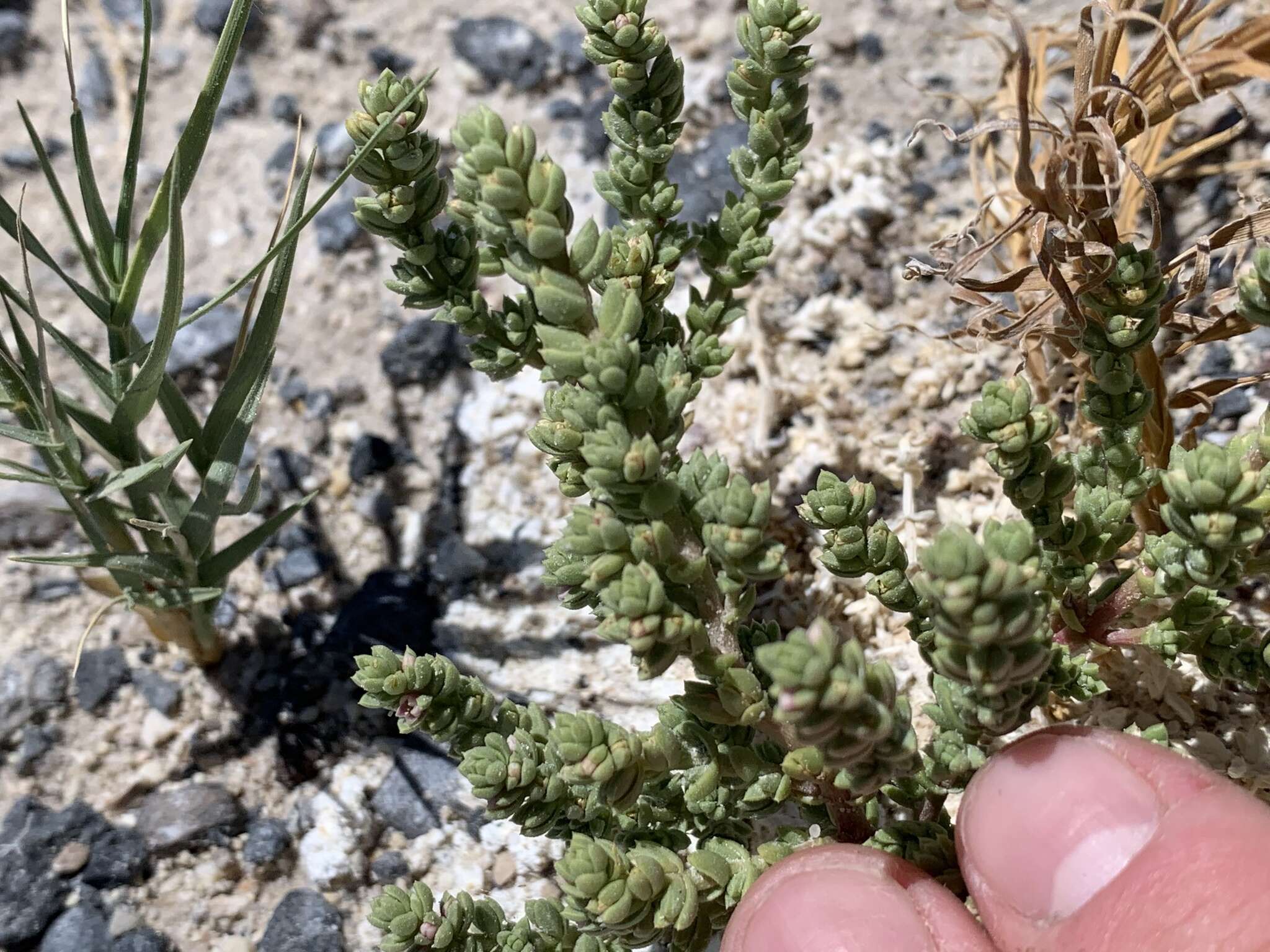 Image of Amargosa niterwort