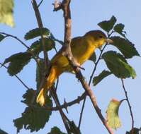 Image of Summer Tanager