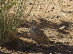 Image of Stark's Lark