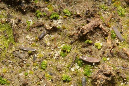 Image of Austroriella salta J. Milne & Cargill