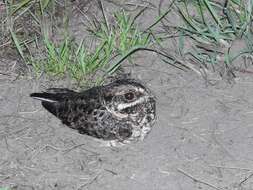 Image of Natal Nightjar