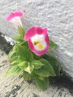 Image of torenia