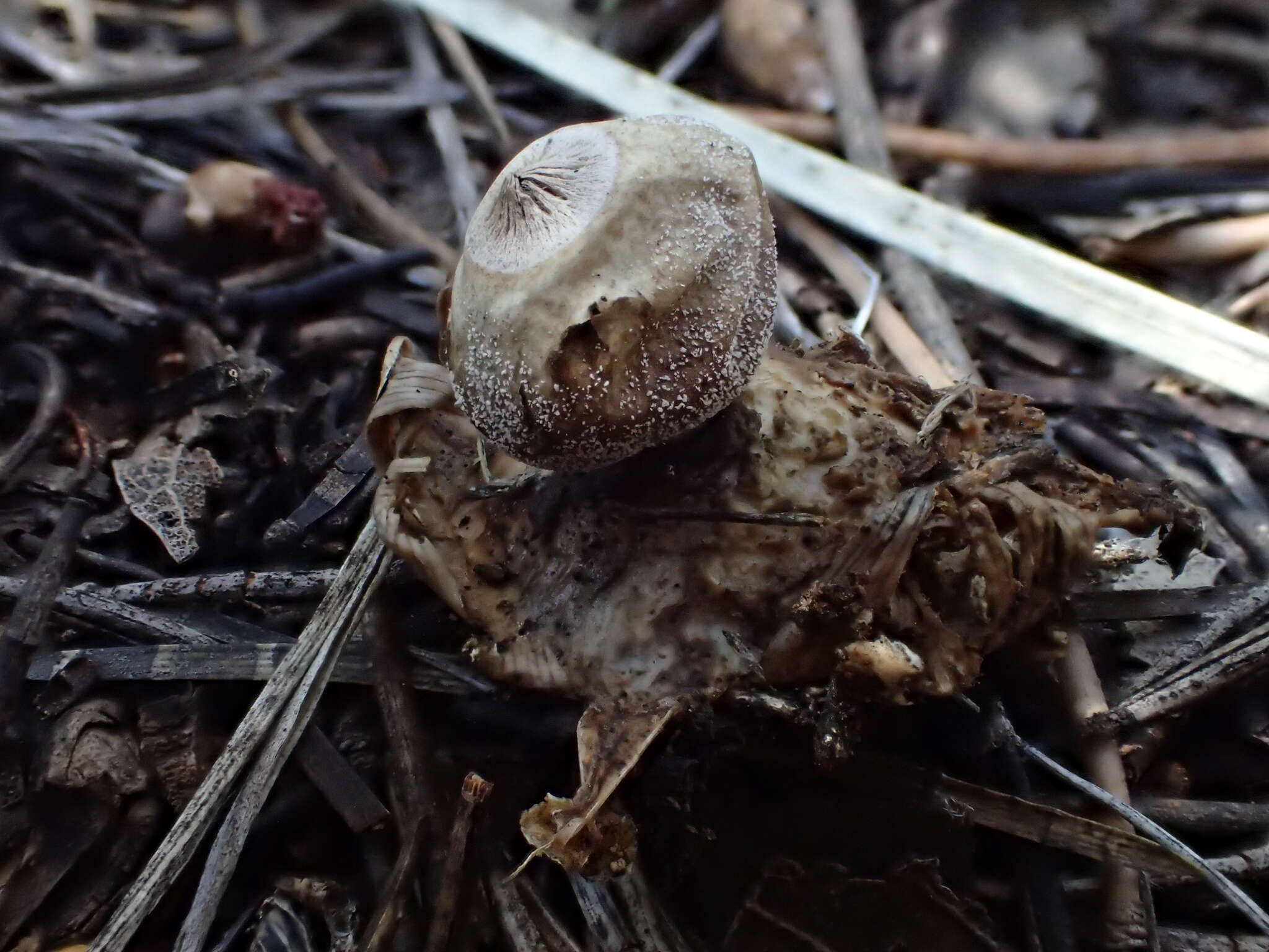 Image of Geastrum minimum Schwein. 1822