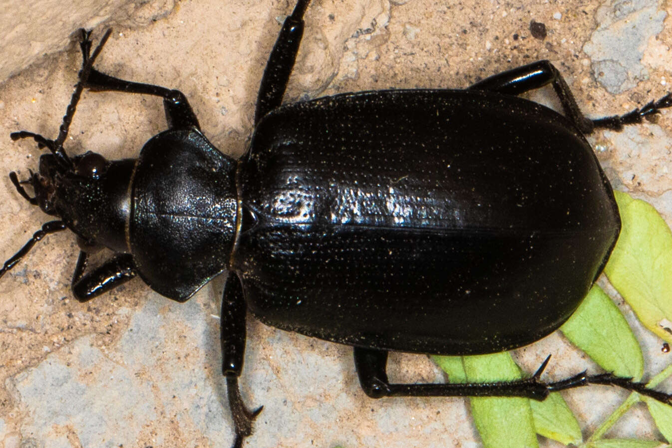 Image of Calosoma (Carabosoma) angulatum Chevrolat 1834