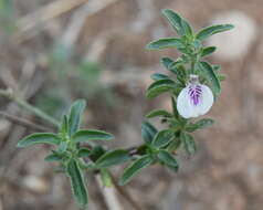 Image of Justicia protracta (Nees) T. Anders.