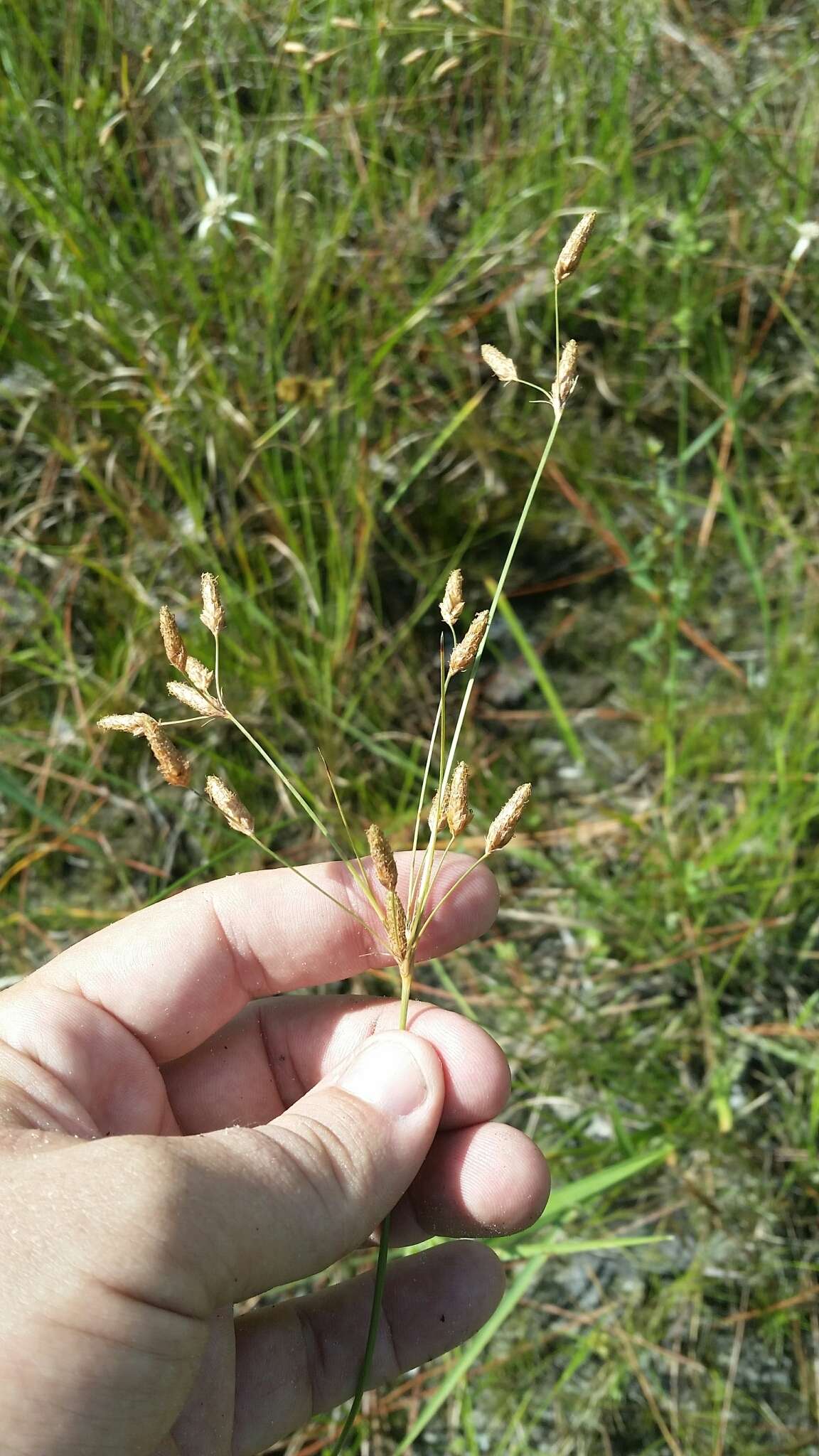 Imagem de Fimbristylis caroliniana (Lam.) Fernald