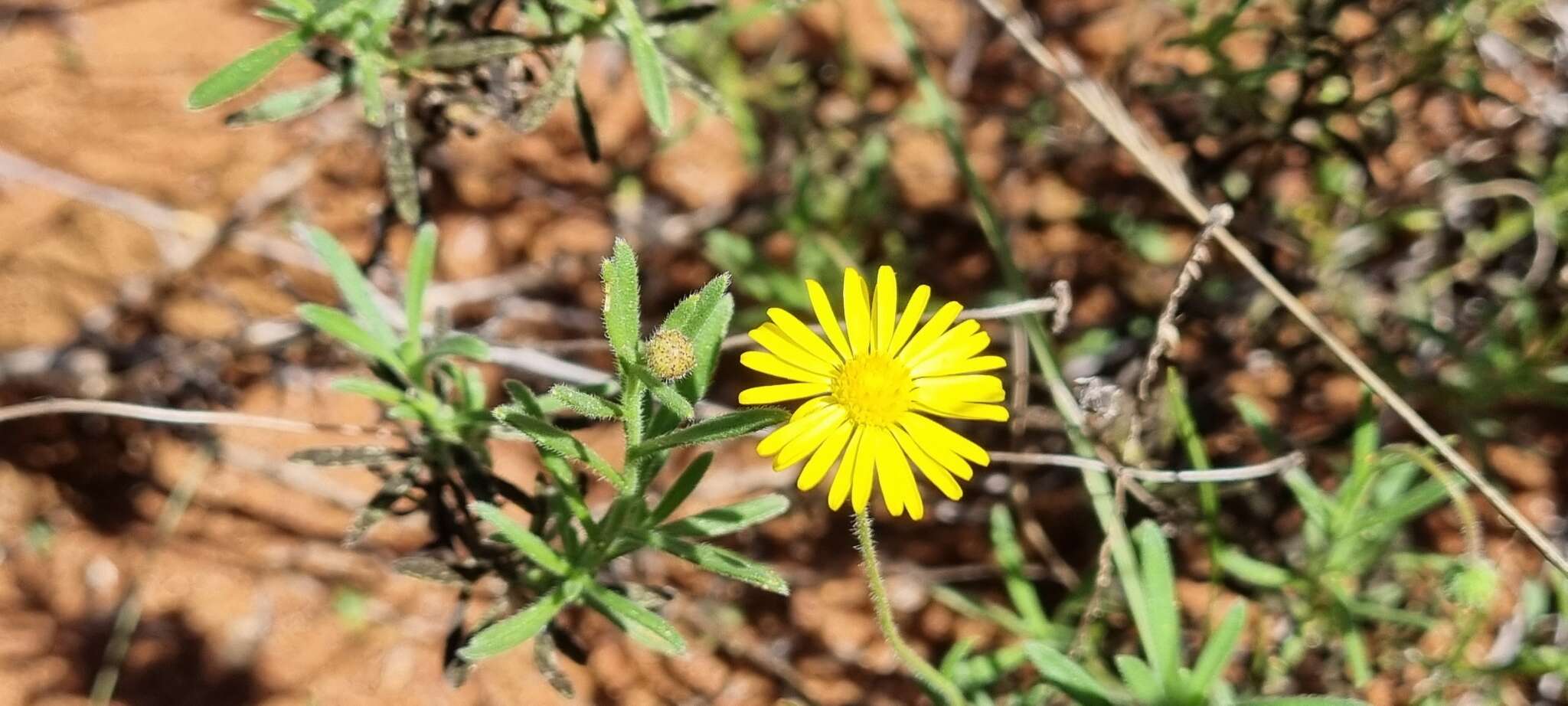 Image of Yellow felicia