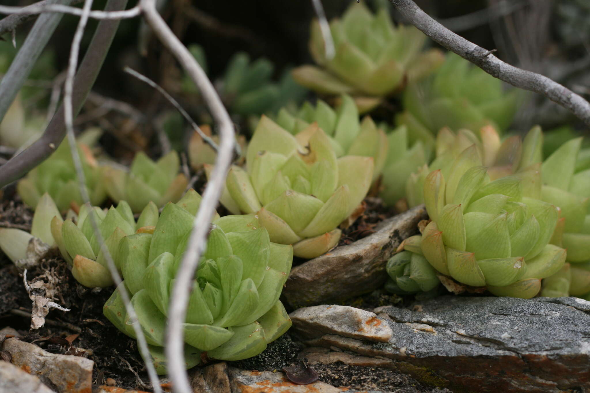 Image of Haworthia cymbiformis (Haw.) Duval