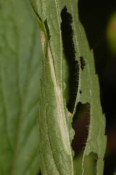 Image of Goldenrod Leaf Miner