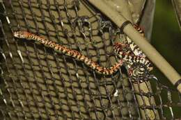 Image of Panama Spotted Night Snake