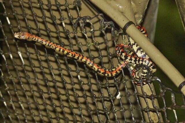Image of Panama Spotted Night Snake