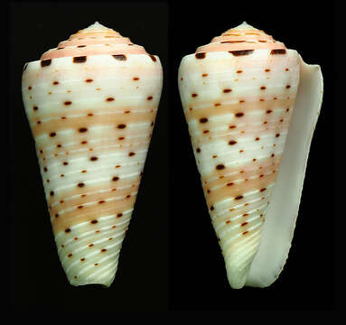 Image de Conus aurisiacus Linnaeus 1758