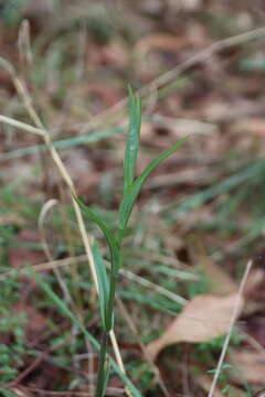 Imagem de Pterostylis smaragdyna D. L. Jones & M. A. Clem.