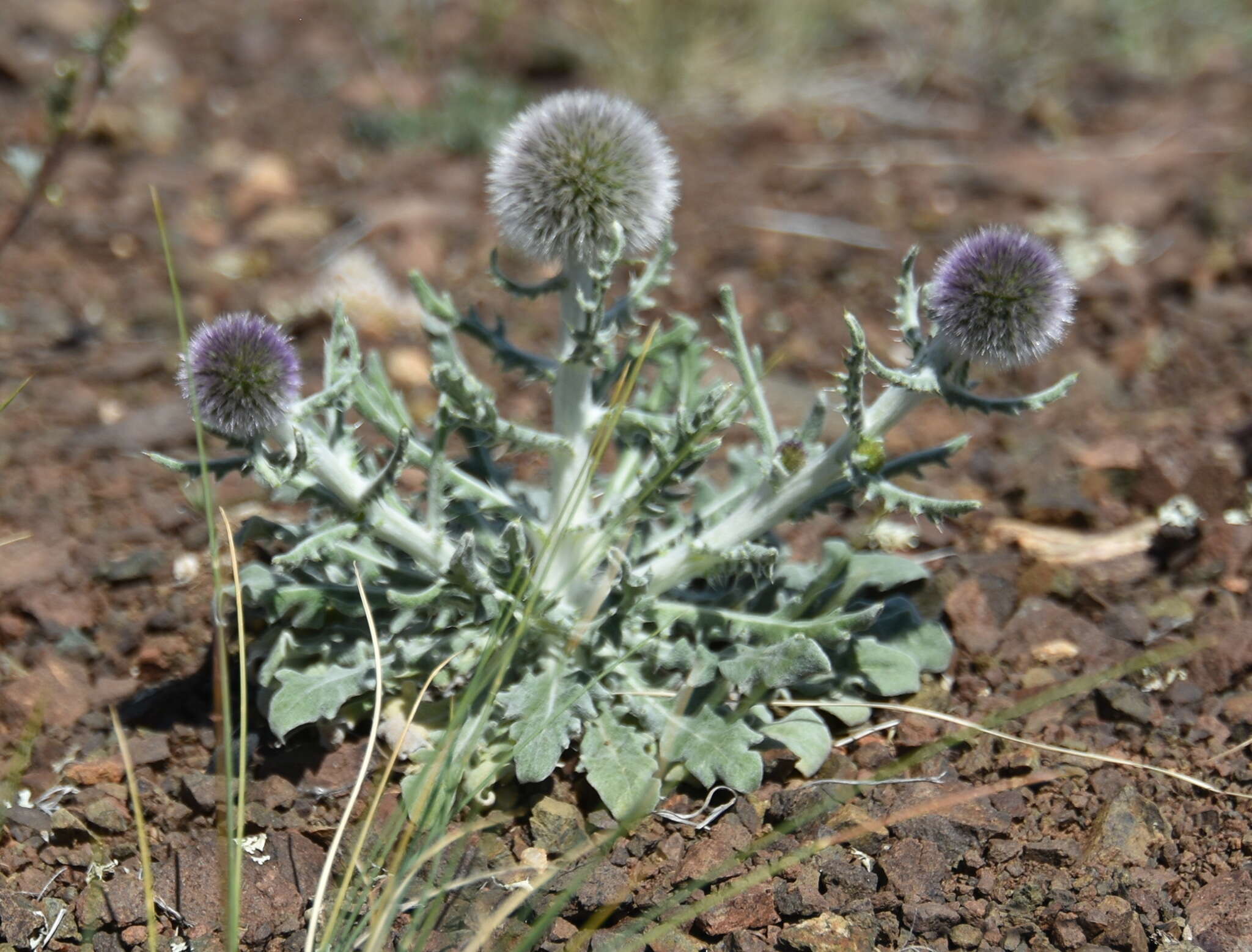 Image of Echinops humilis M. Bieb.