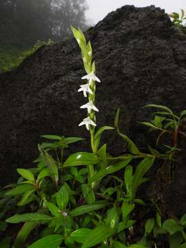 Image of Habenaria heyneana Lindl.