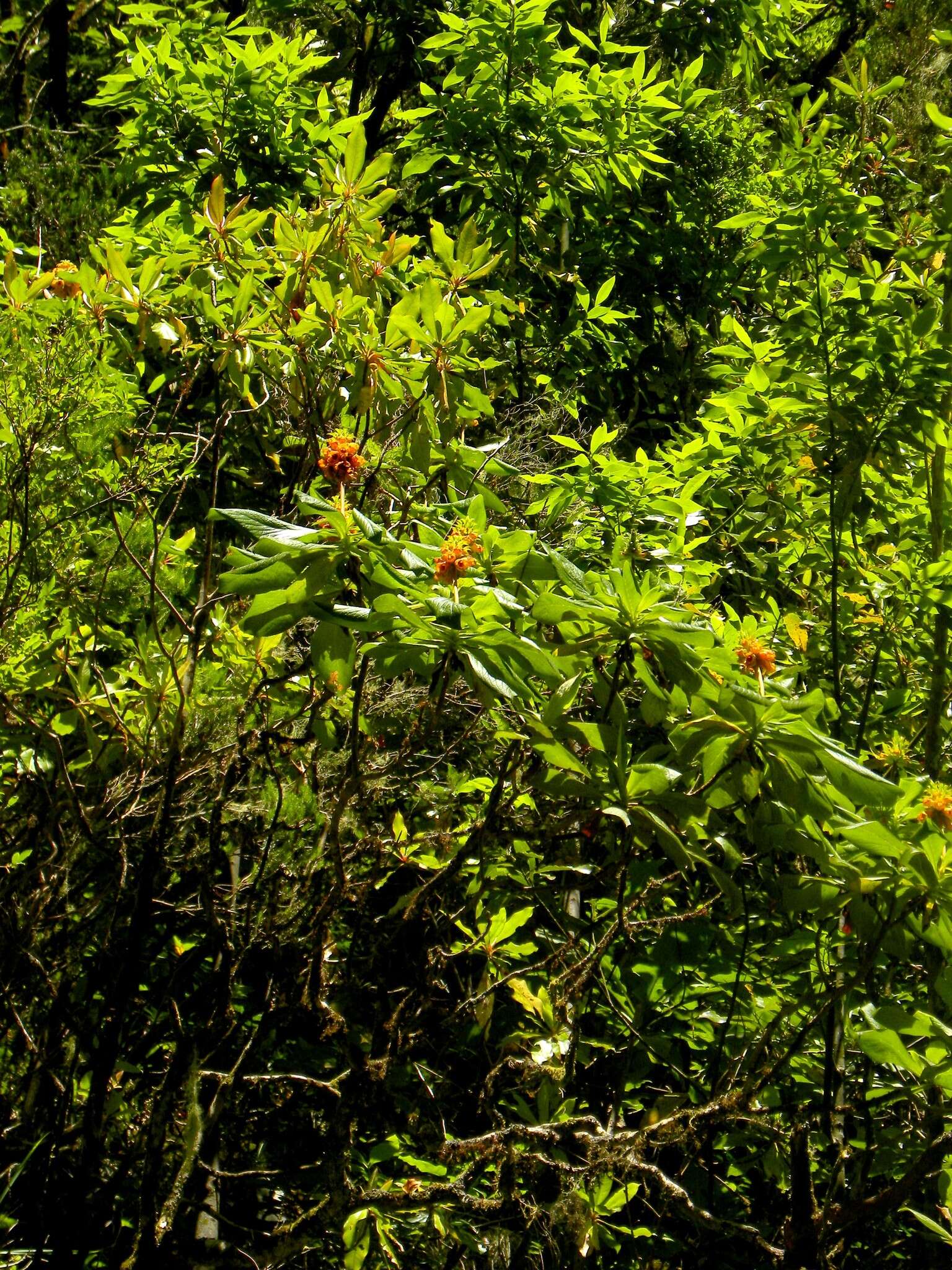 Image de Digitalis sceptrum L. fil.