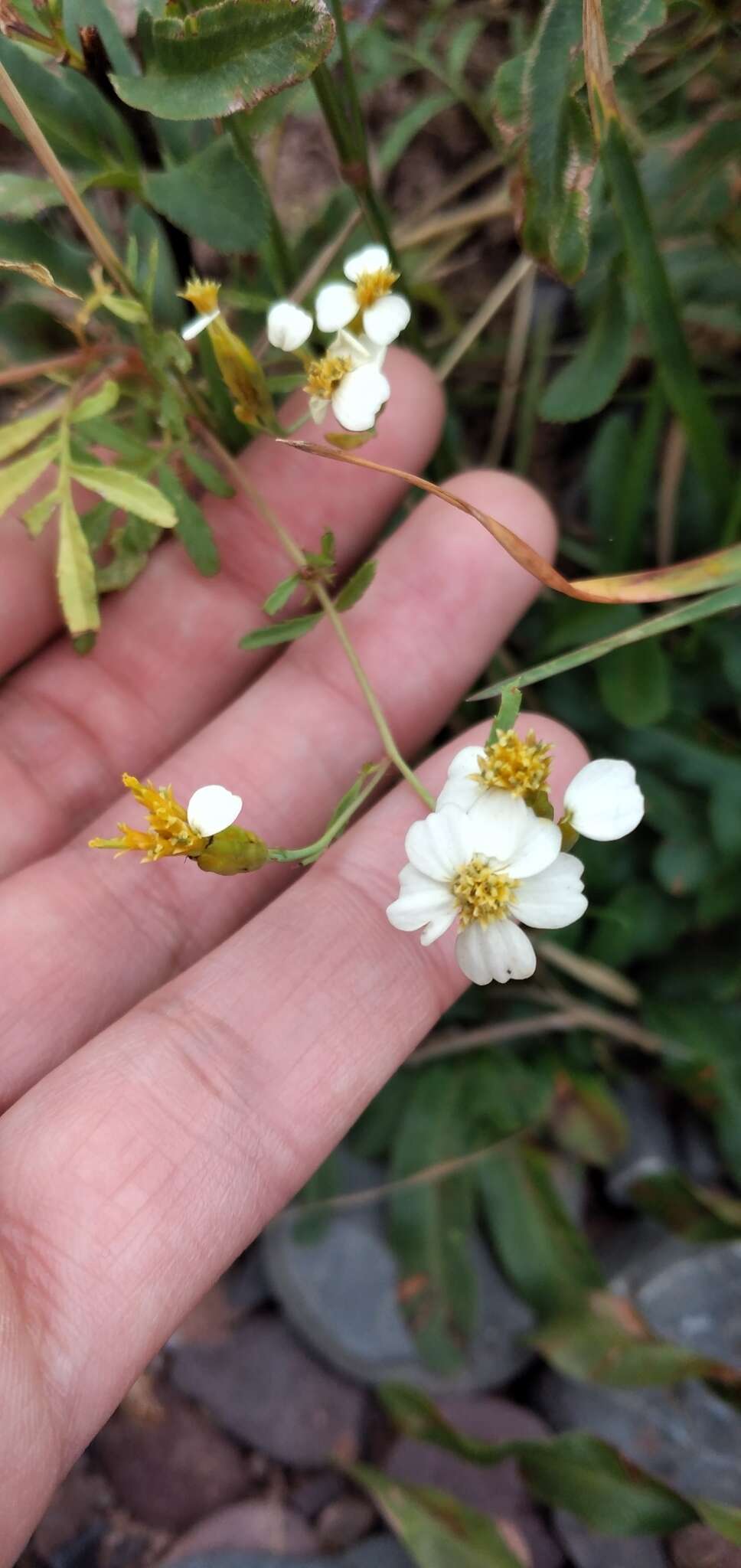 Tagetes laxa Cabrera resmi