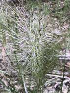 Image of Austrostipa mollis (R. Br.) S. W. L. Jacobs & J. Everett