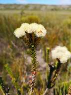 Image of Berzelia cordifolia Schltdl.