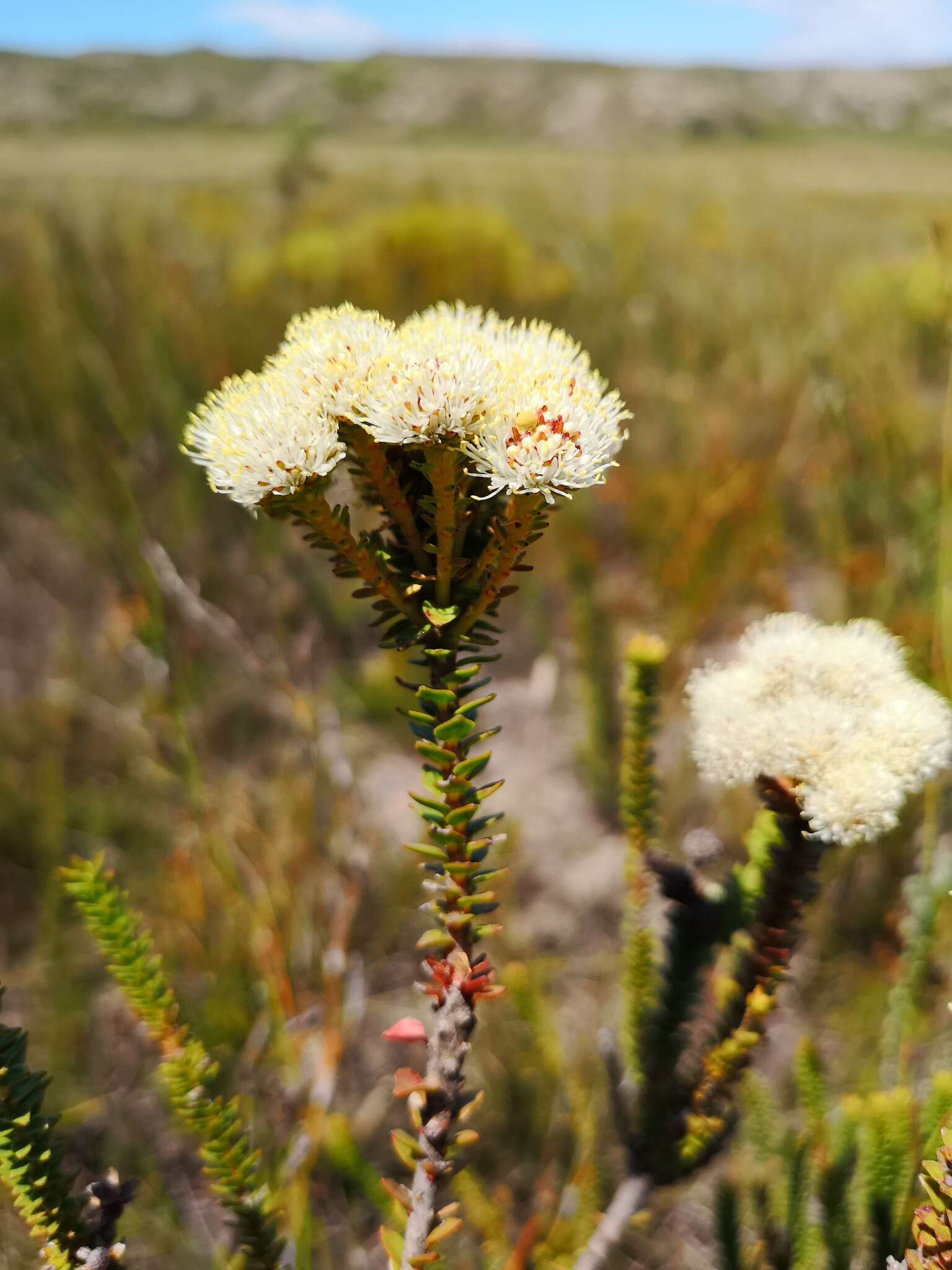 Image of Berzelia cordifolia Schltdl.