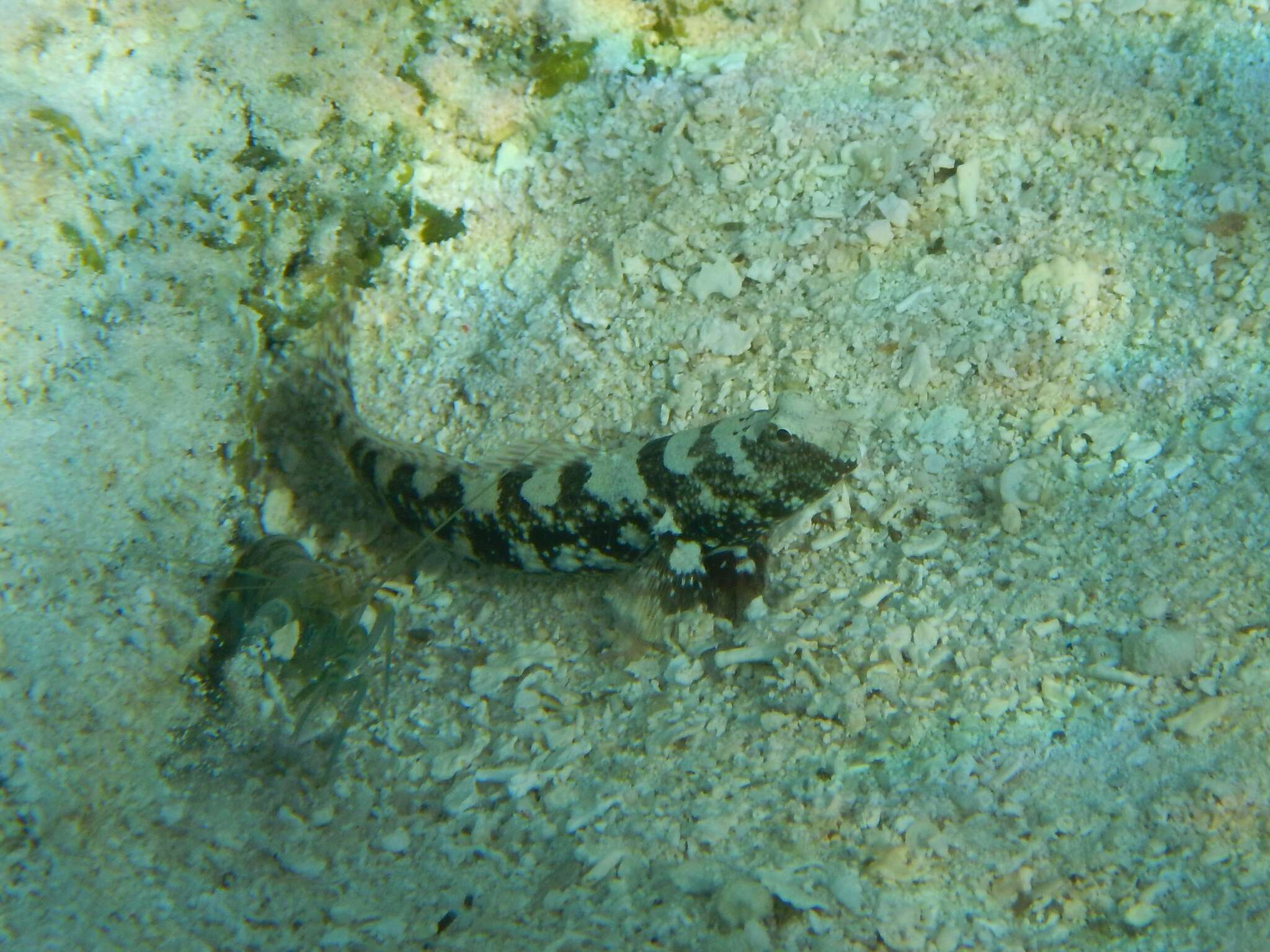 Image of Prawn-goby prawngoby shrimp-goby