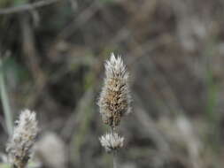 Nepeta argolica Bory & Chaub. resmi