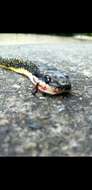 Image of Shropshire's Puffing Snake