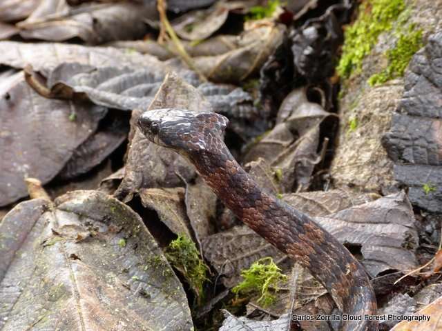 Image of Dipsas elegans (Boulenger 1896)