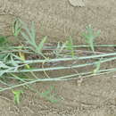 Image of Artemisia leucophylla (Turcz. ex Bess.) C. B. Cl.
