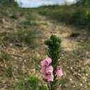 Plancia ëd Erica axilliflora Bartl.