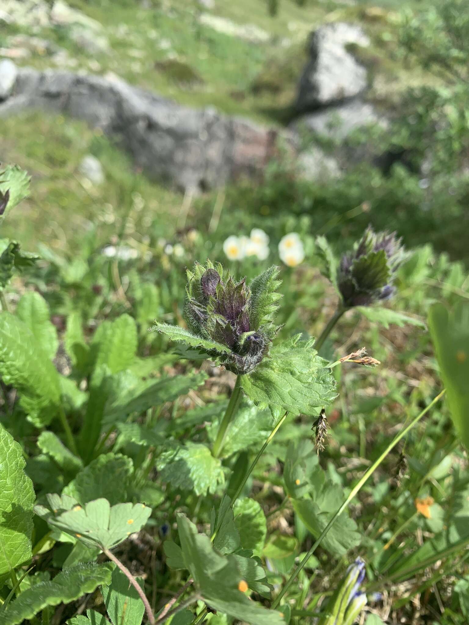 Dracocephalum grandiflorum L. resmi