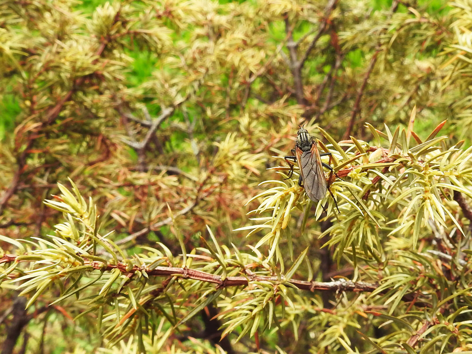 Image of Empis tessellata Fabricius 1794