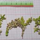 Imagem de Polycarpon tetraphyllum subsp. catalaunicum (O. Bolòs & Vigo) Iamonico & Domina