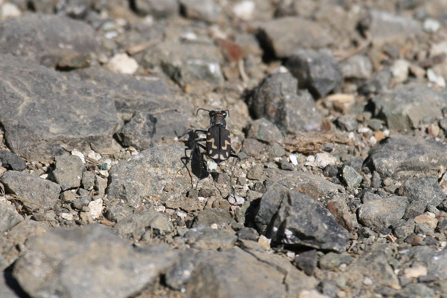 Image of Cicindela (Cicindelidia) senilis G. Horn 1867