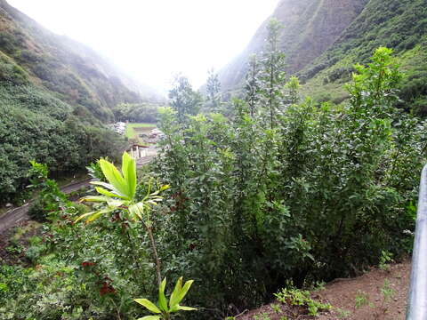 Image of Brazilian Peppertree