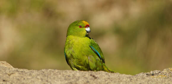 Image of Chatham Parakeet