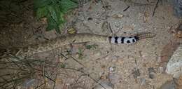 Imagem de Crotalus ruber lucasensis Van Denburgh 1920